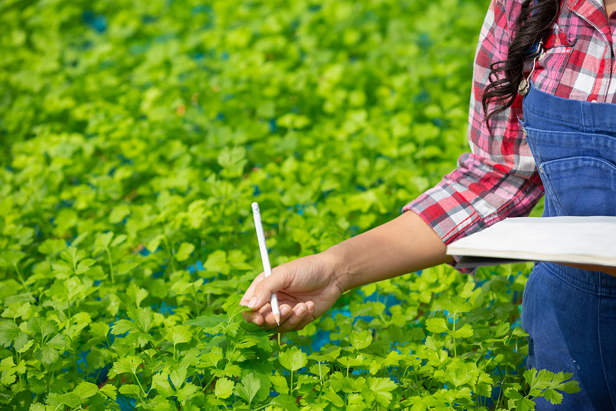 hydroponics-system-planting-vegetables-herbs