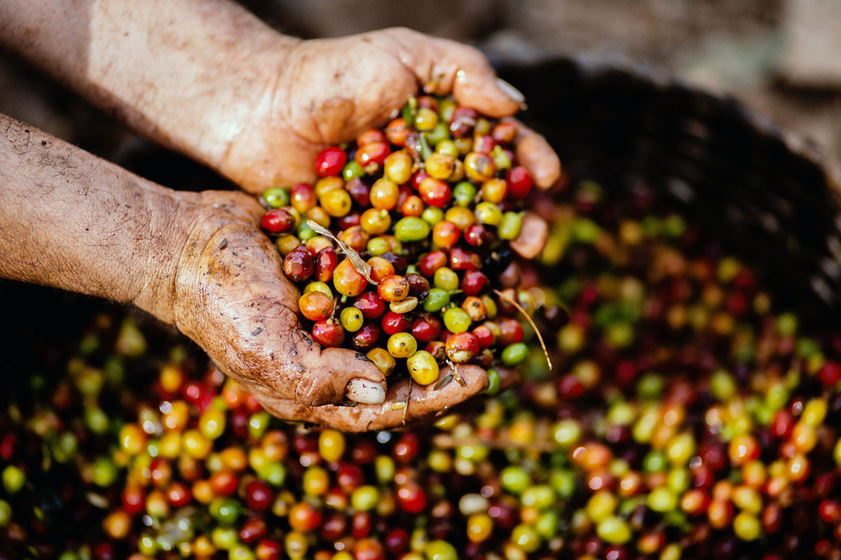 Fruit-in-farmer's-hand