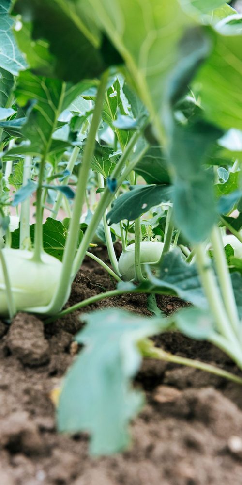 Close-up-view-of-vegetable-growing