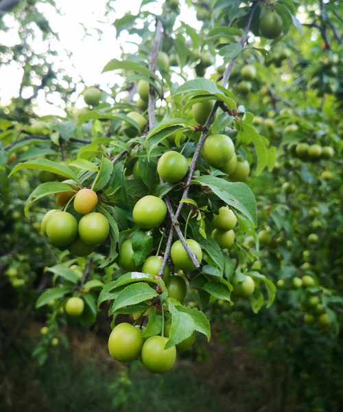 Green-plant-in-farm-area