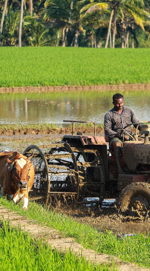 Tractor-and-Cow-in-Farm-land