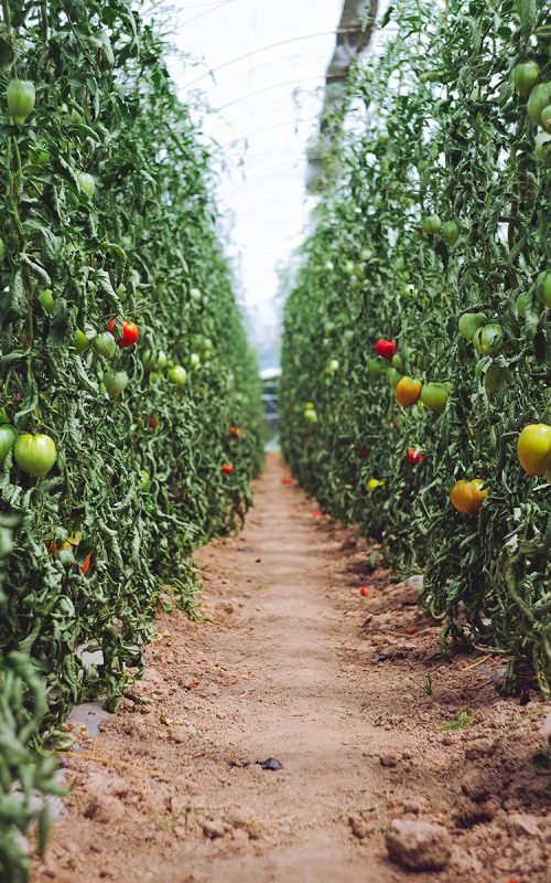 vegetables-growing-beside